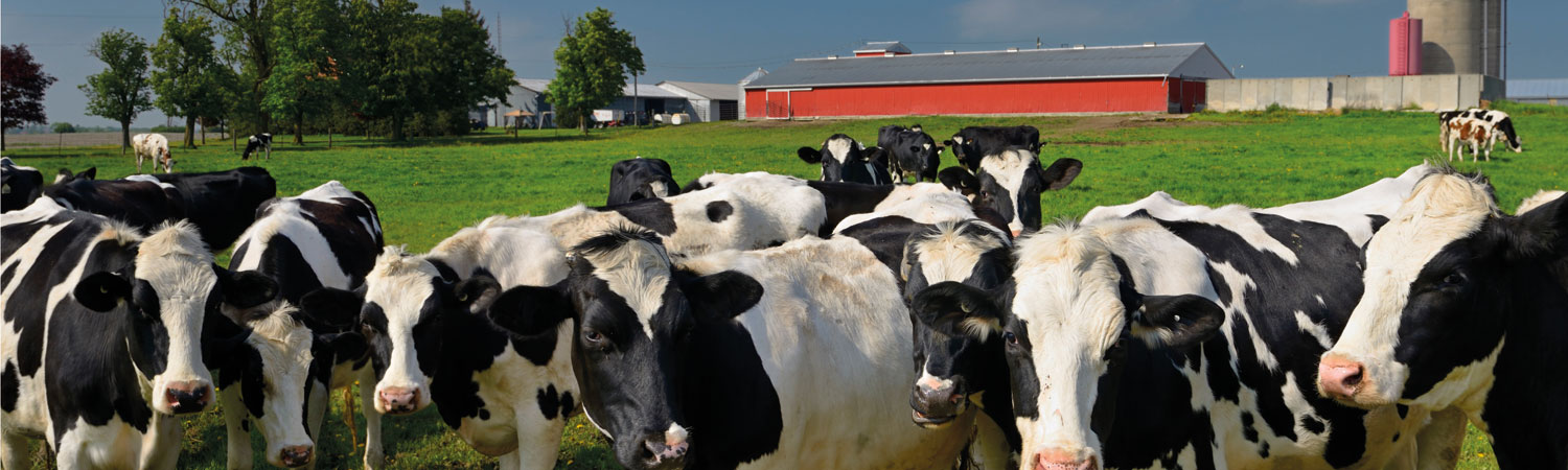 Netherlands Agribusiness Exposure